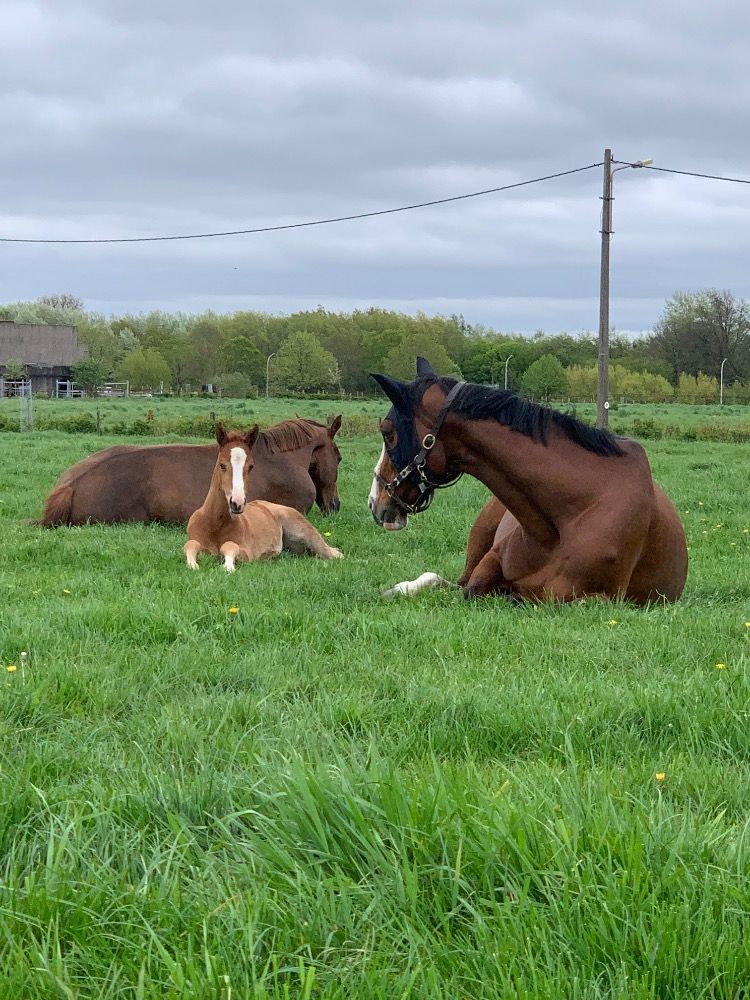 BWP eventingpaard Merrie 3 years old Vos for sale - Photo 4