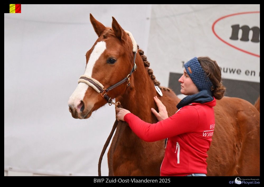 BWP eventingpaard Merrie 3 years old Vos for sale - Photo 2