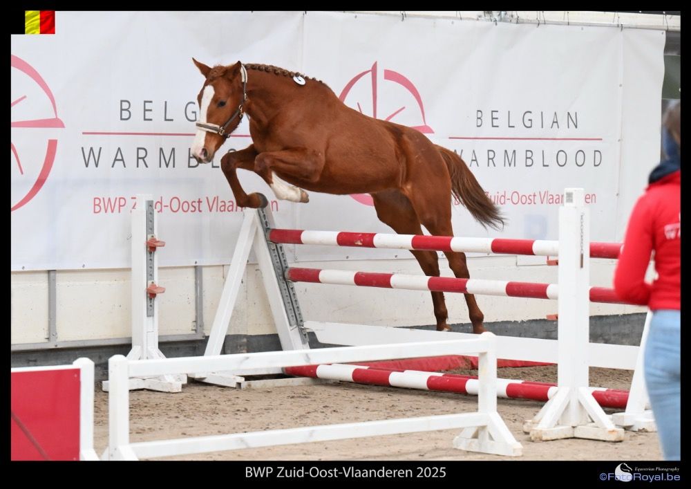 3-year-old mare Ulyss Morinda (160sj) x Febus d'Olympe (1*xc)