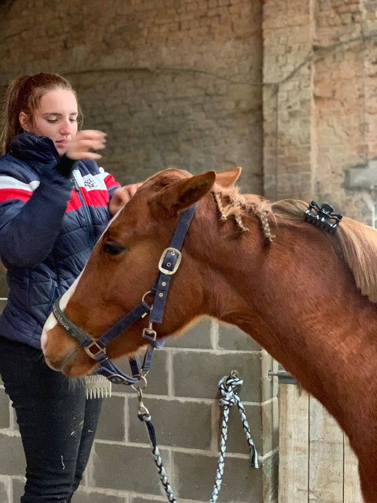BWP eventingpaard Merrie 3 years old Vos for sale - Photo 6