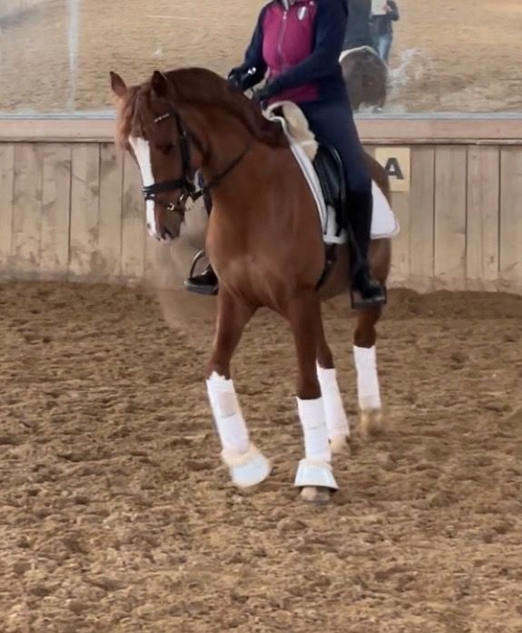 Duitse rijpony dressuurpony Ruin Roan bruin te koop - Foto 2