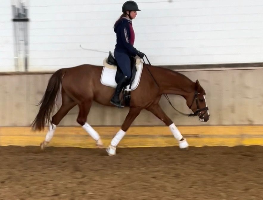 Duitse rijpony dressuurpony Ruin Roan bruin te koop - Foto 3