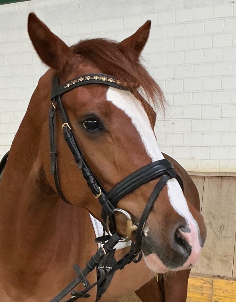 Expressieve 5-jarige rijpony ruin