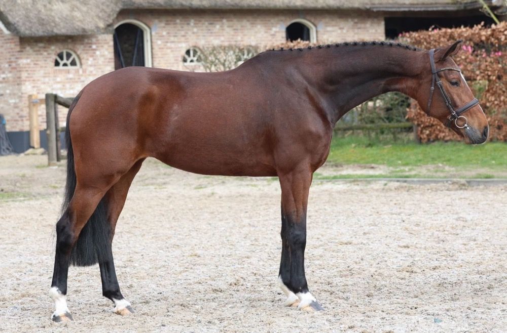 8 jarige Bloedmooi braaf Springpaard