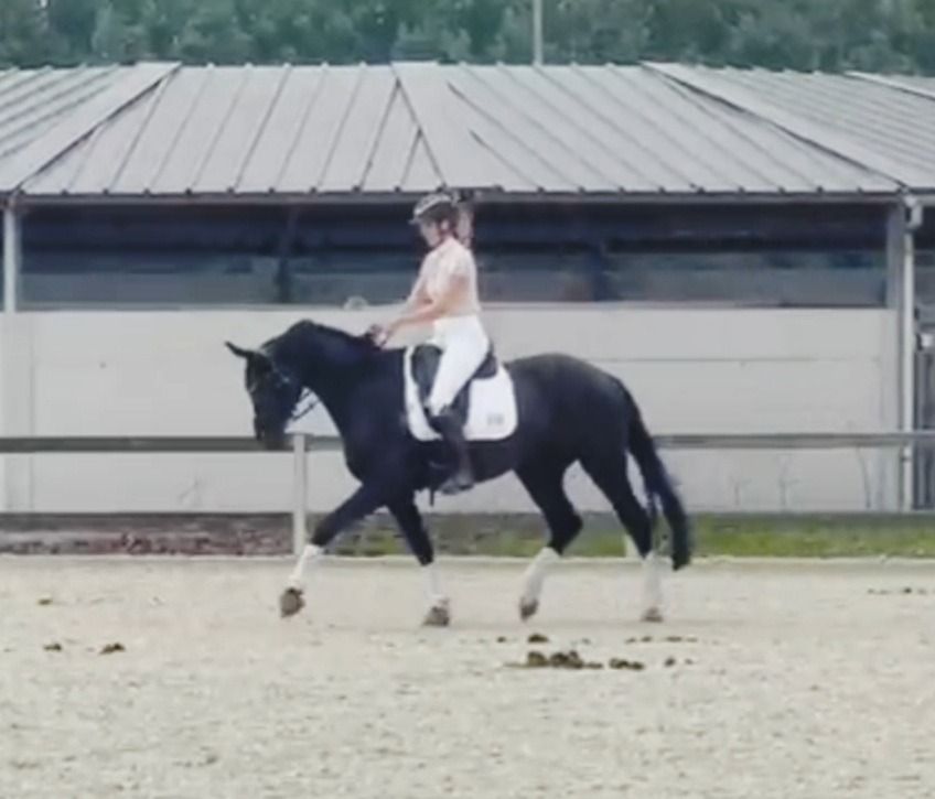 BWP dressuurpaard Ruin 4 jaar Zwart te koop - Foto 4