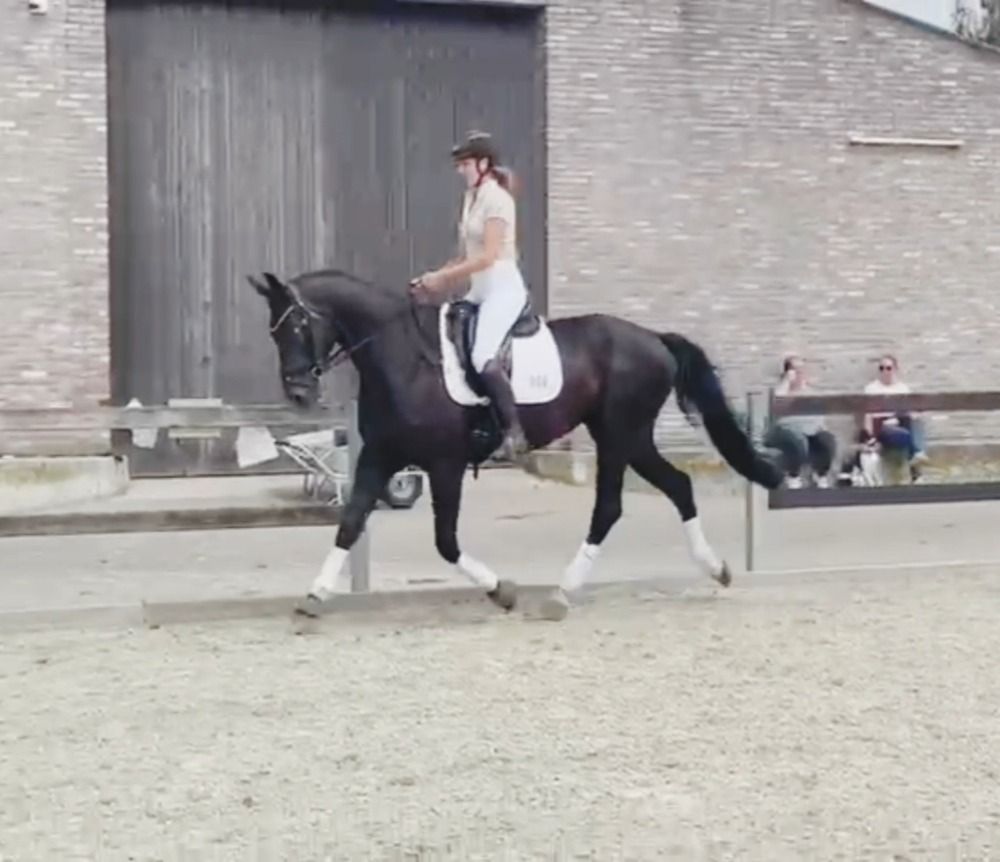 BWP dressuurpaard Ruin 4 jaar Zwart te koop - Foto 3