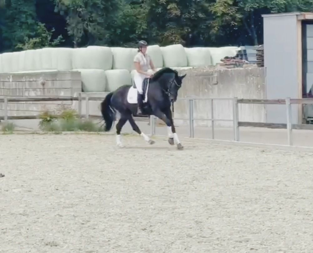 BWP dressuurpaard Ruin 4 jaar Zwart te koop - Foto 2