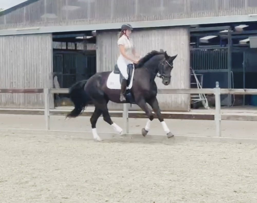 BWP dressuurpaard Ruin 4 jaar Zwart te koop - Foto 5