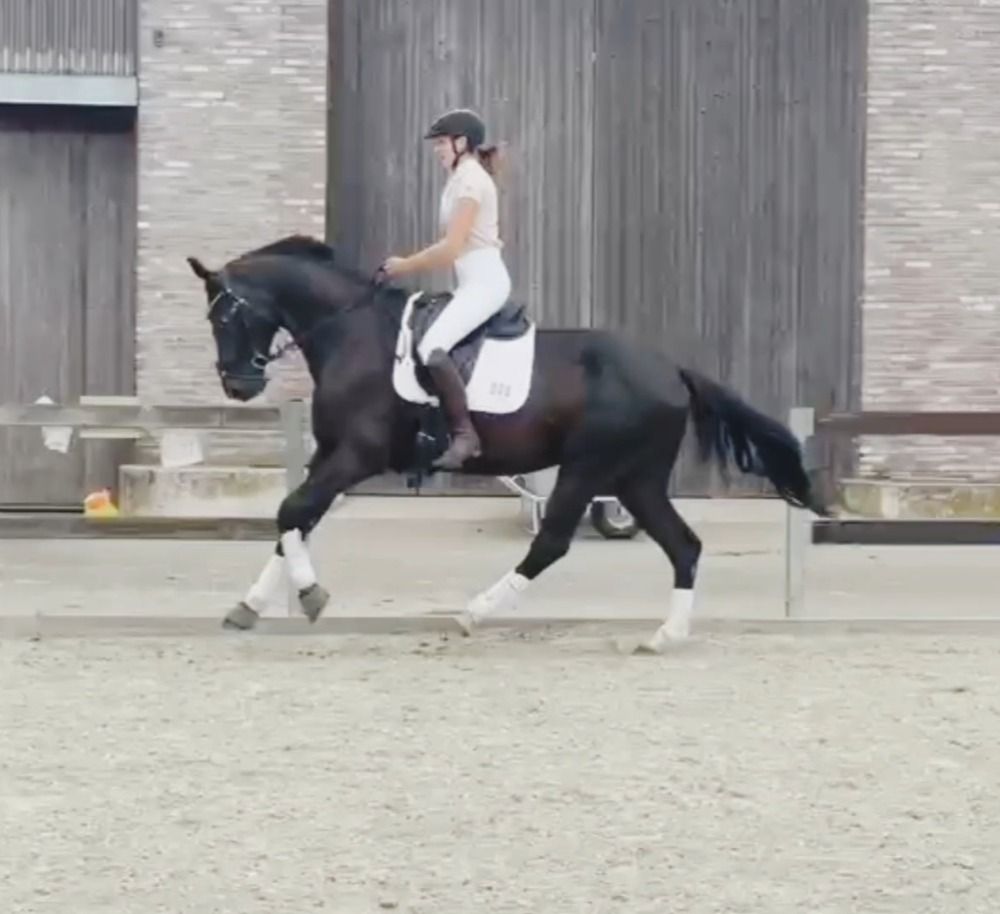 Leuke 4-jarige Frst Dior x Diamond hit