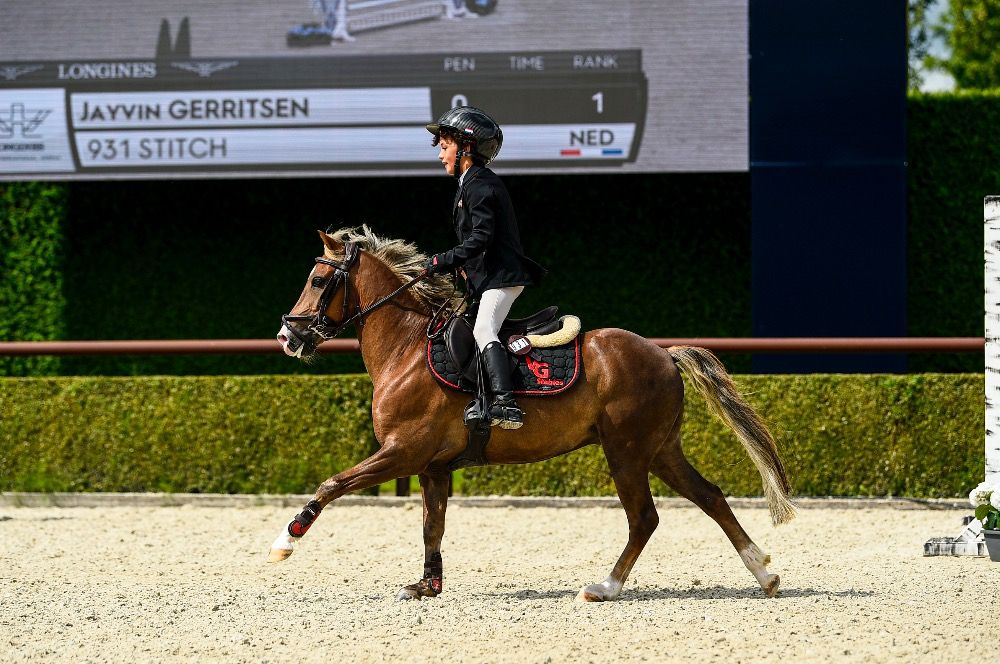 New Forest springpony Ruin 11 años Vos en venta - Foto 2