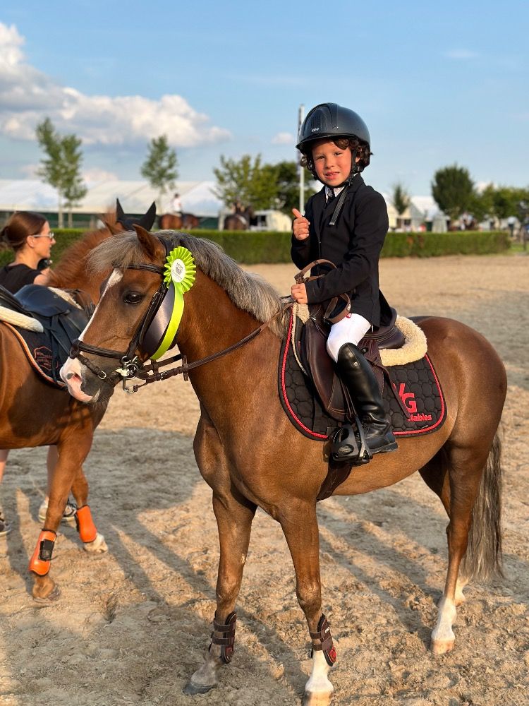 New Forest springpony Ruin 11 años Vos en venta - Foto 6