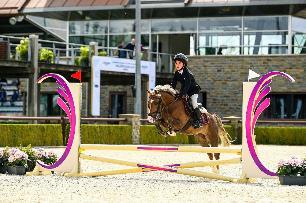 New Forest springpony Ruin 11 años Vos en venta - Foto 3