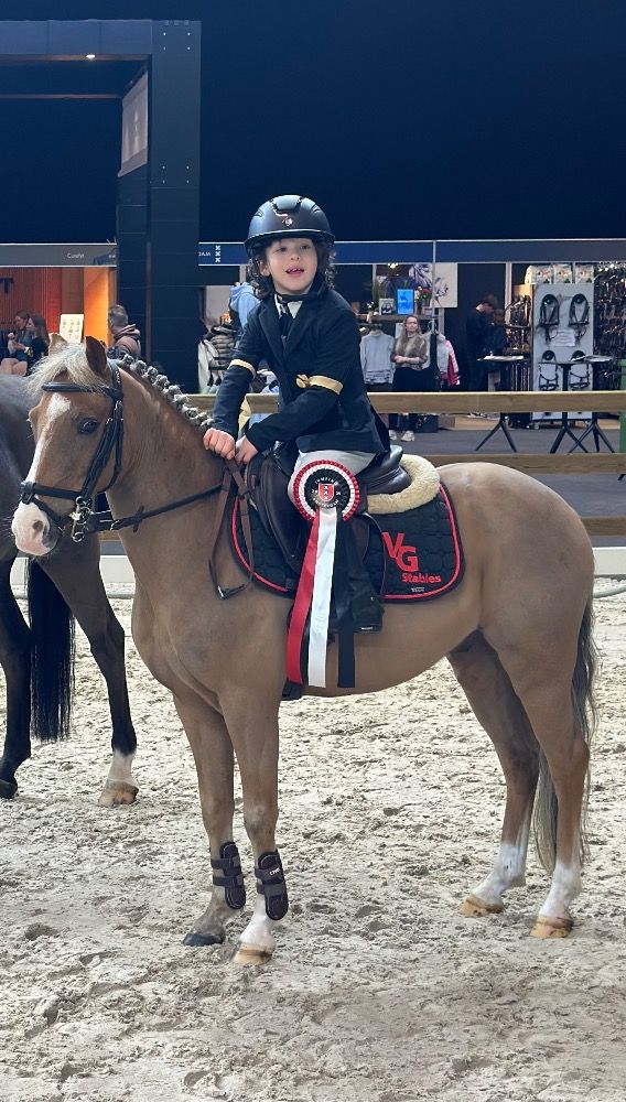 New Forest springpony Ruin 11 años Vos en venta - Foto 4