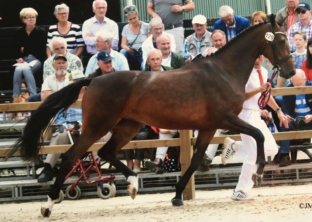 KWPN fokmerrie Merrie 11 years old Donkerbruin for sale - Main photo