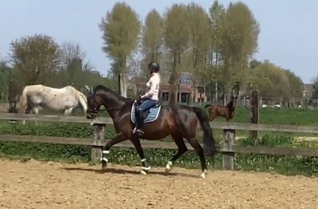 KWPN fokmerrie Merrie 11 years old Donkerbruin for sale - Photo 3