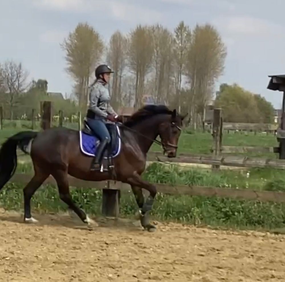 KWPN fokmerrie Merrie 11 years old Donkerbruin for sale - Photo 4