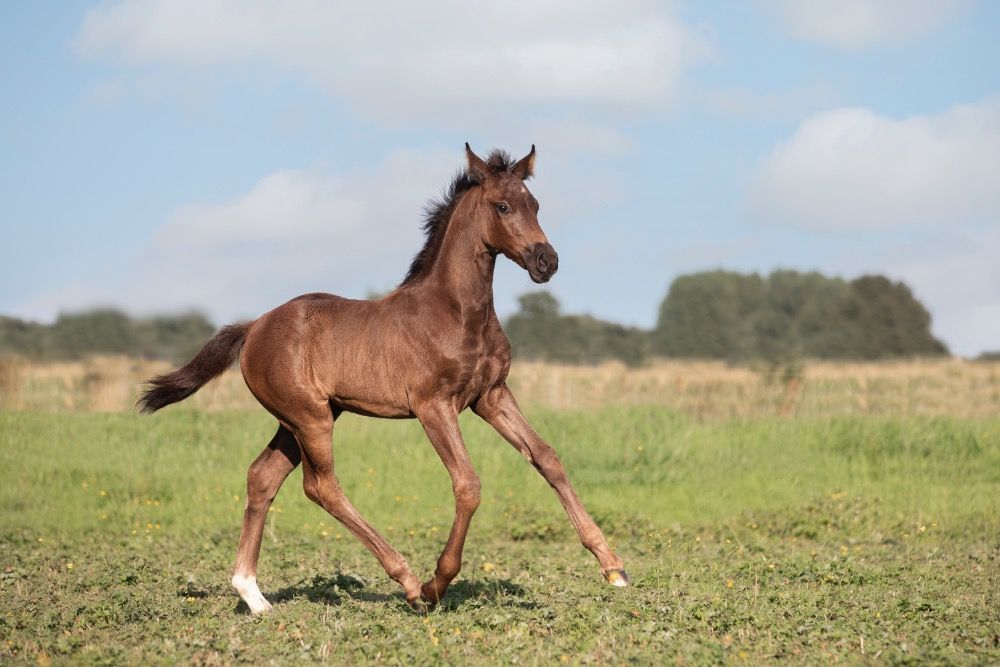 KWPN fokmerrie Merrie 11 years old Donkerbruin for sale - Photo 6