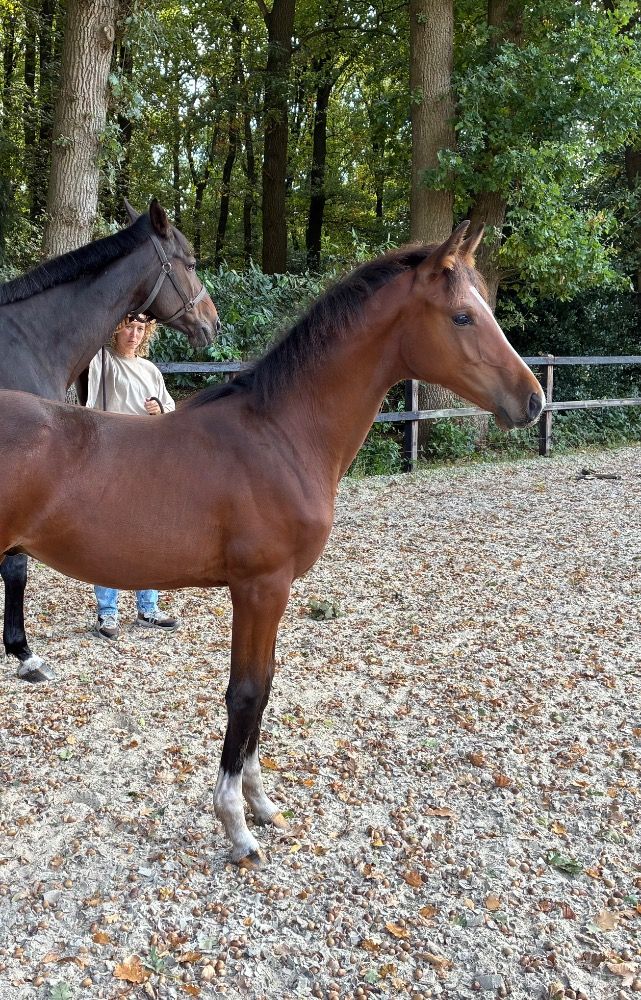 KWPN springpaard Hengst Bruin te koop - Foto 6