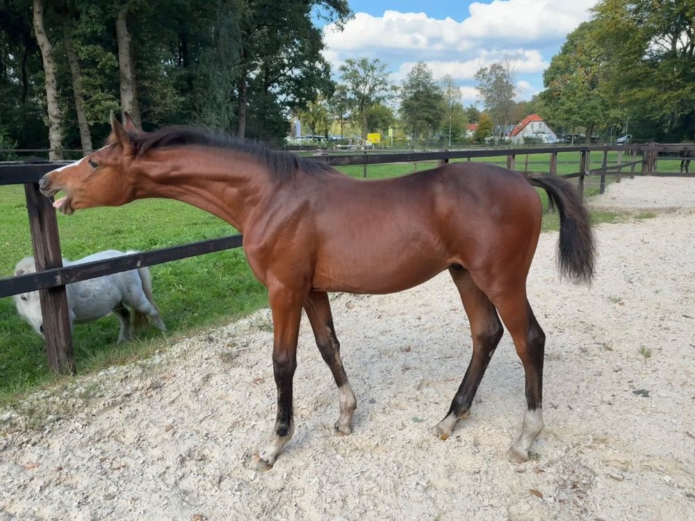 KWPN springpaard Hengst Bruin te koop - Foto 5