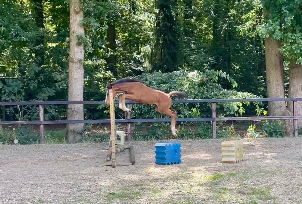 *verkocht* Getalenteerd hengstveulen uit een moederlijn vol met sport!