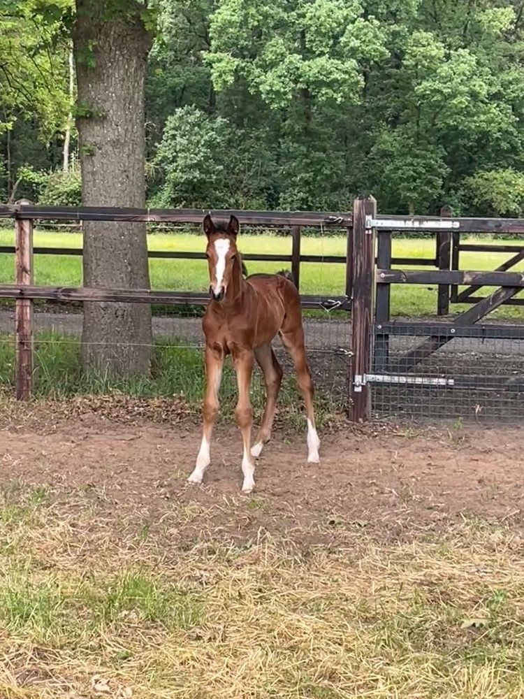 KWPN springpaard Hengst Bruin te koop - Foto 3