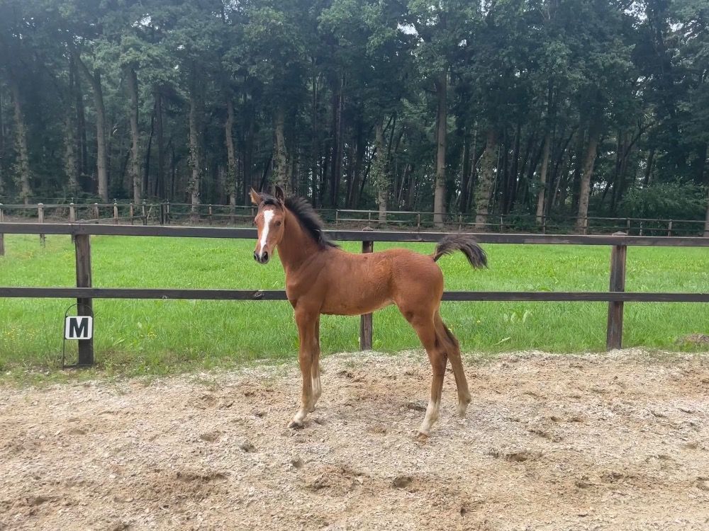 KWPN springpaard Hengst Bruin te koop - Foto 2