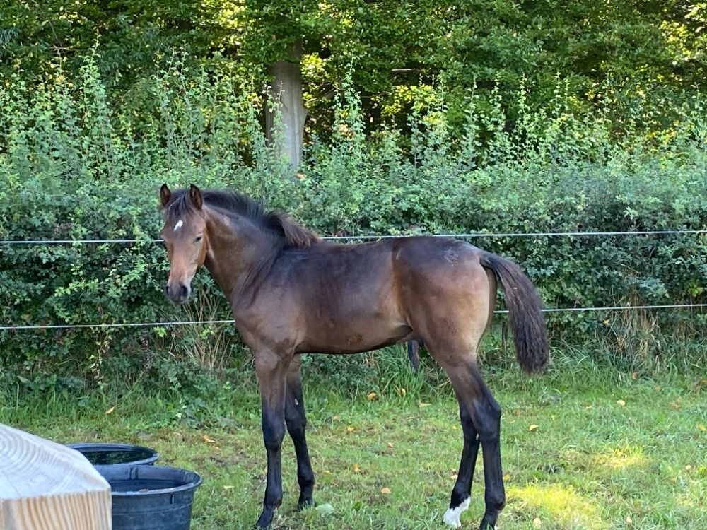 KWPN dressuurpaard Hengst Donkerbruin te koop - Hoofdfoto