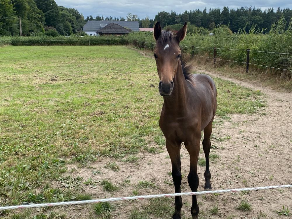 KWPN dressuurpaard Hengst Donkerbruin te koop - Foto 3