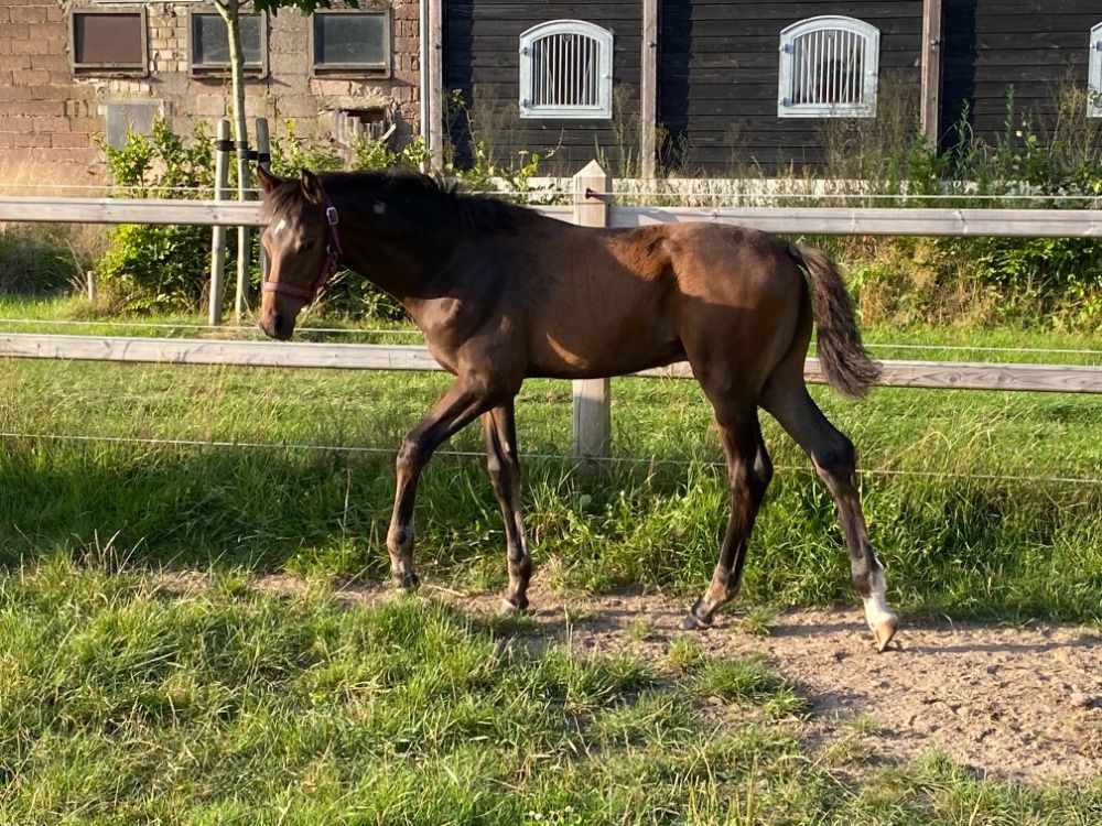 KWPN dressuurpaard Hengst Donkerbruin te koop - Foto 2