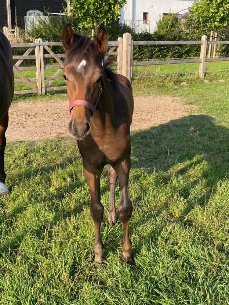 KWPN dressuurpaard Hengst Donkerbruin te koop - Foto 5