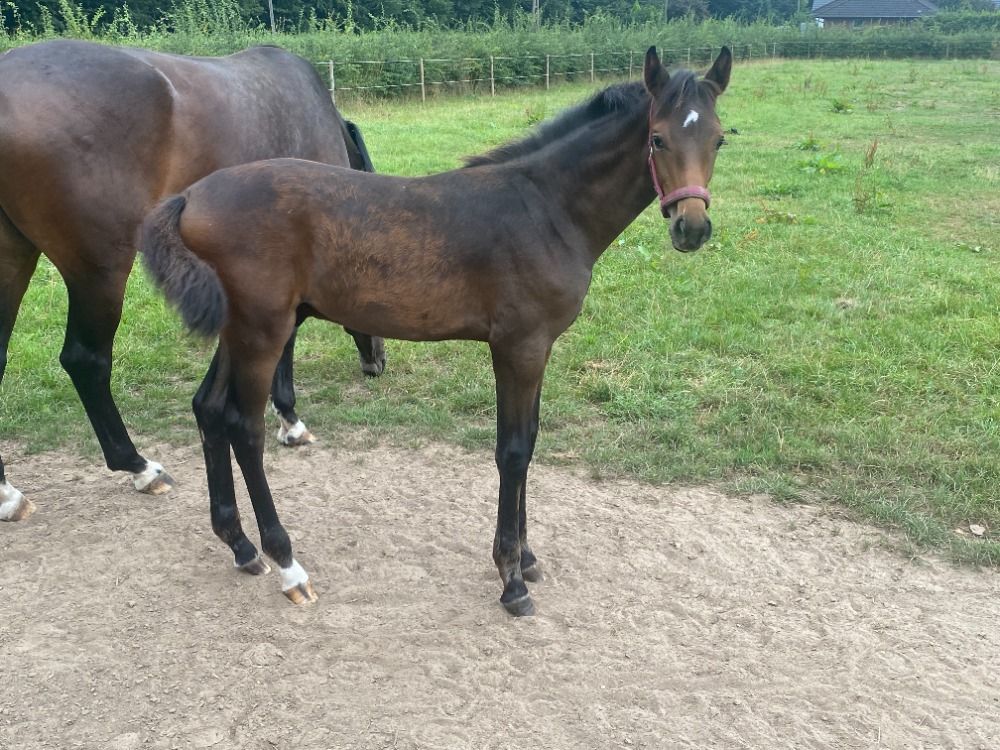 KWPN dressuurpaard Hengst Donkerbruin te koop - Foto 4