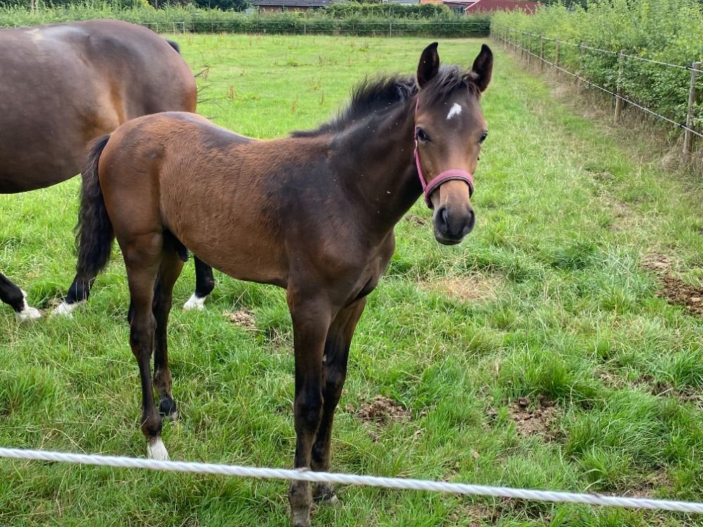 KWPN dressuurpaard Hengst Donkerbruin te koop - Foto 6