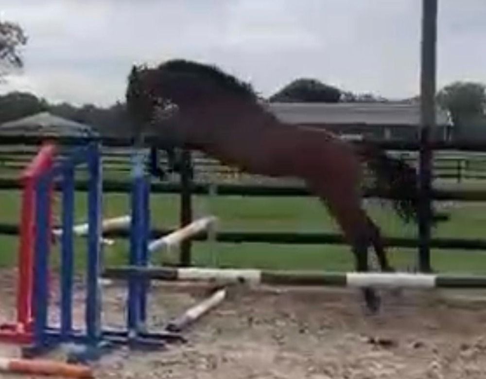 KWPN springpaard Merrie 3 jaar Bruin te koop - Foto 3