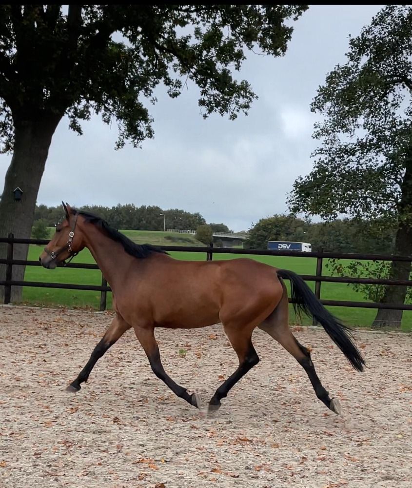 KWPN springpaard Merrie 3 jaar Bruin te koop - Foto 2