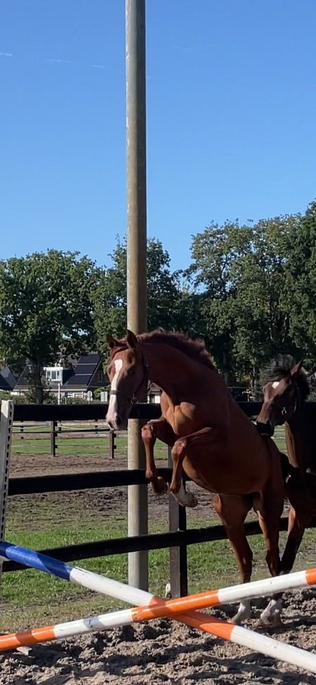KWPN springpaard Merrie 3 jaar Bruin te koop - Foto 5