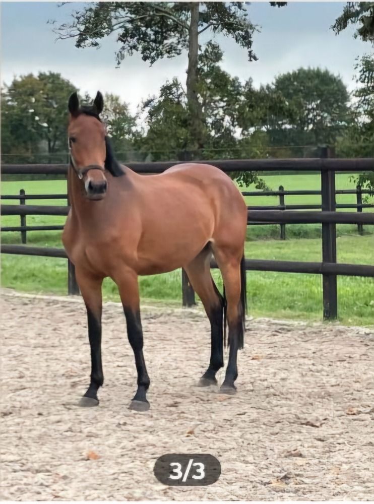 KWPN springpaard Merrie 3 jaar Bruin te koop - Hoofdfoto