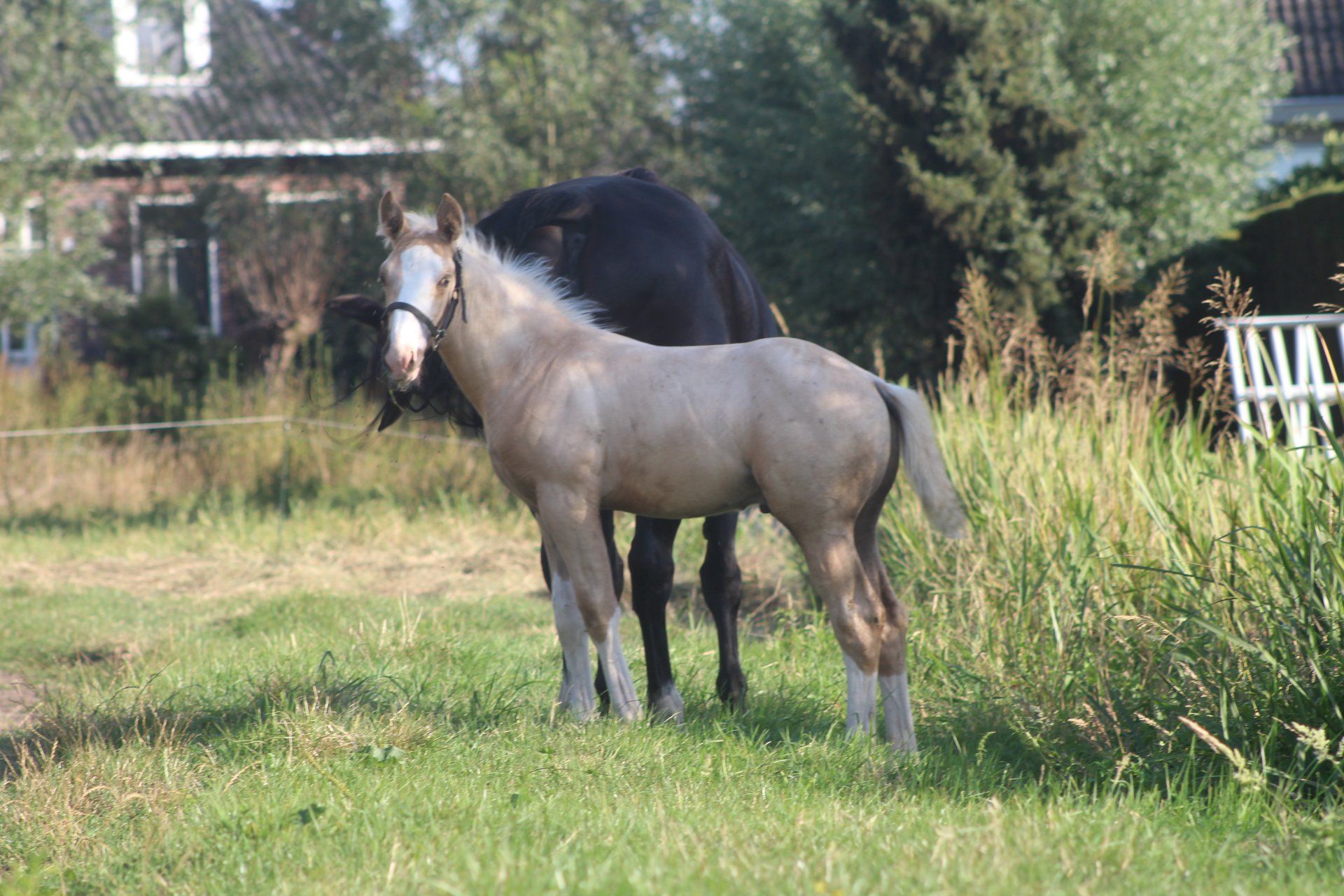 kwpn dressuurpaard hengst 0 歳 palomino 売り出し中 - 写真 5