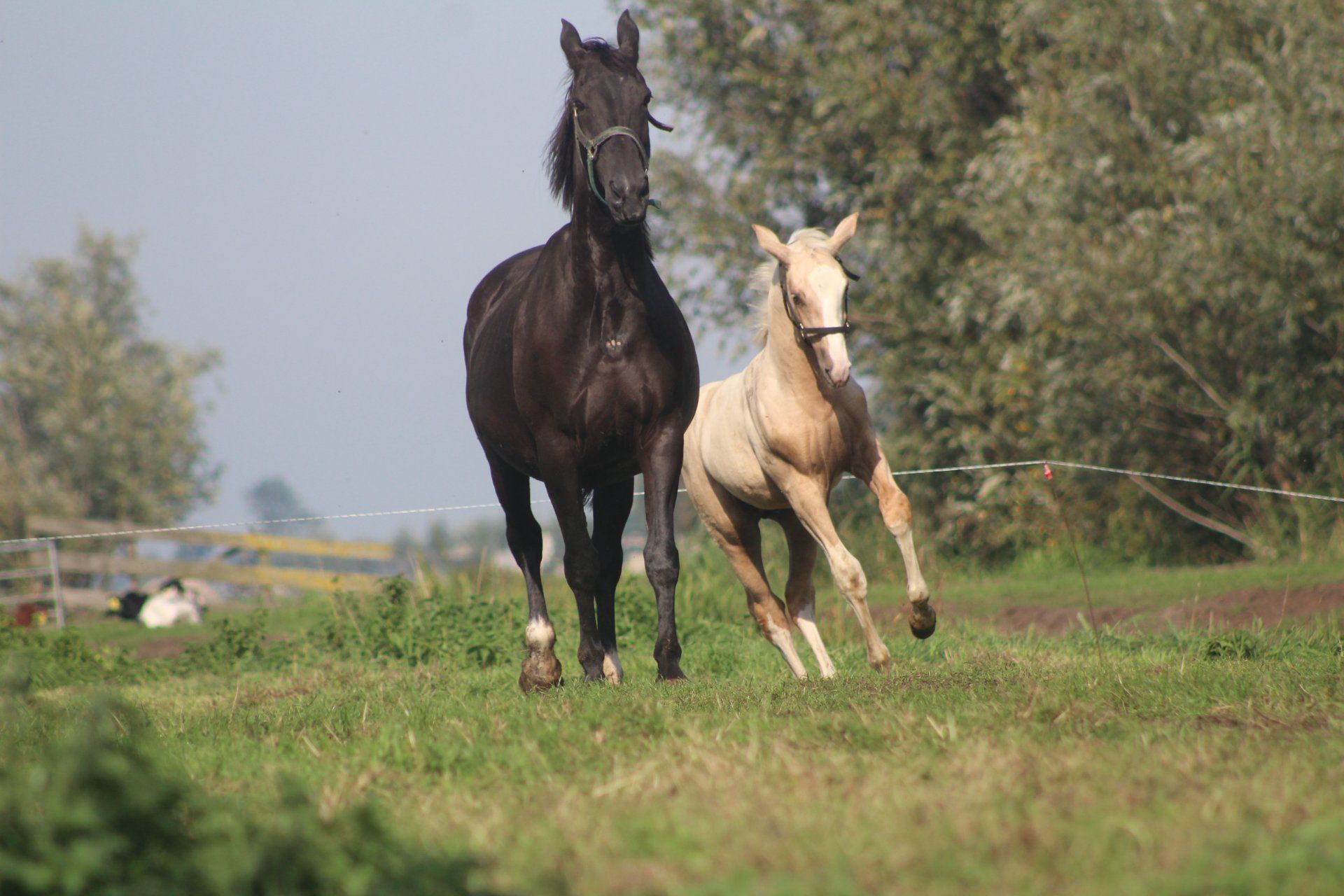 kwpn dressuurpaard hengst 0 歳 palomino 売り出し中 - 写真 3