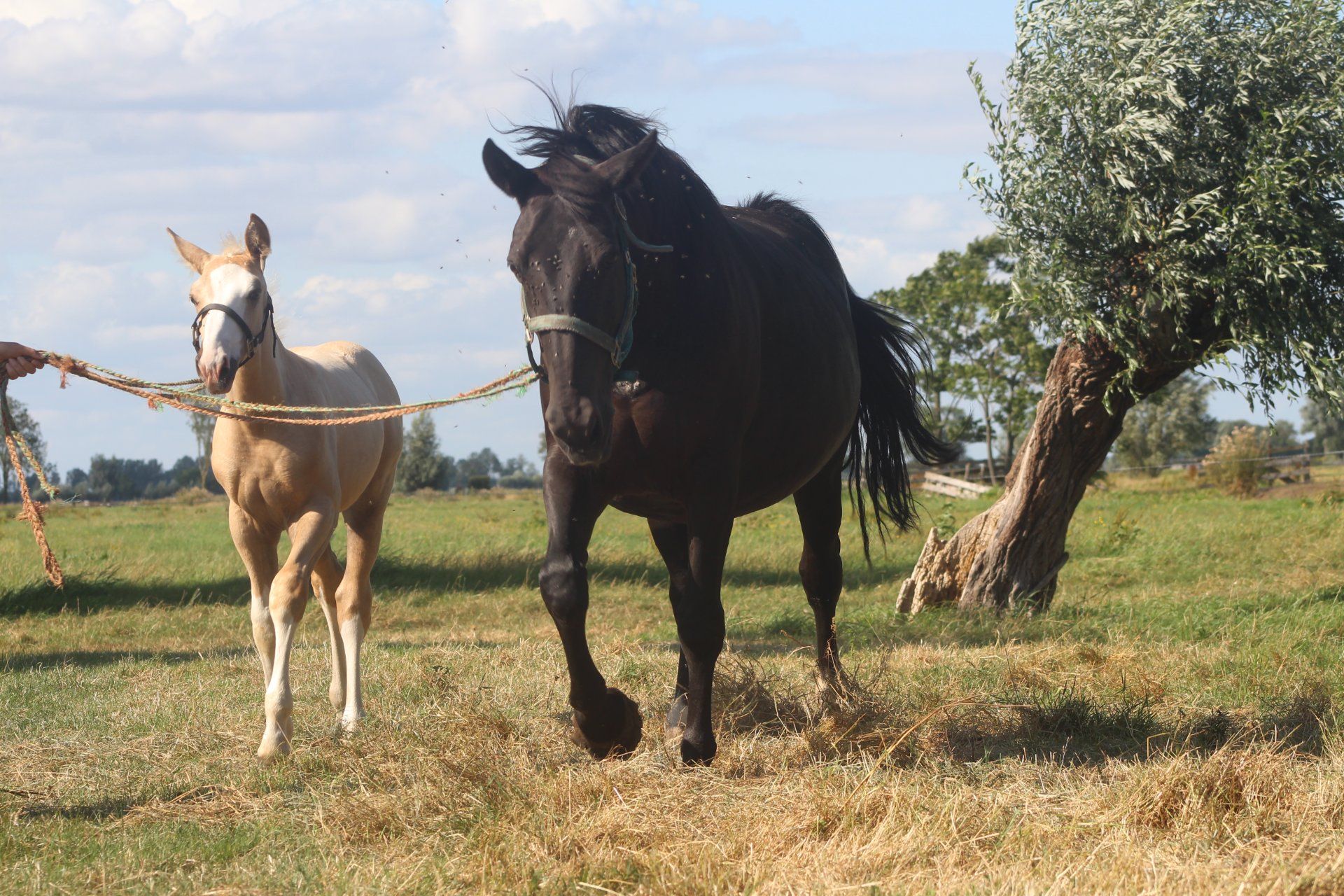 kwpn dressuurpaard hengst 0 歳 palomino 売り出し中 - 写真 4