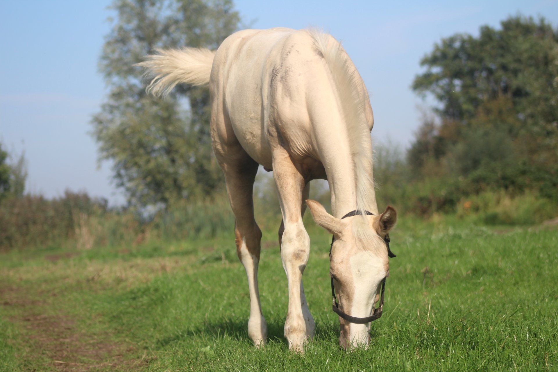 kwpn dressuurpaard hengst 0 歳 palomino 売り出し中 - 写真 6