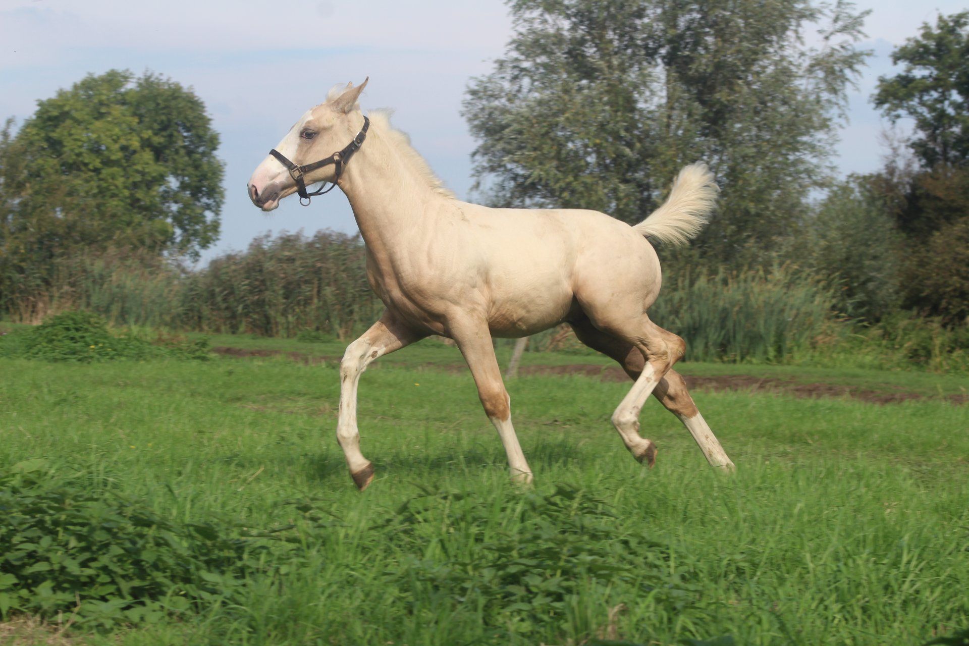 kwpn dressuurpaard hengst 0 歳 palomino 売り出し中 - 写真 2