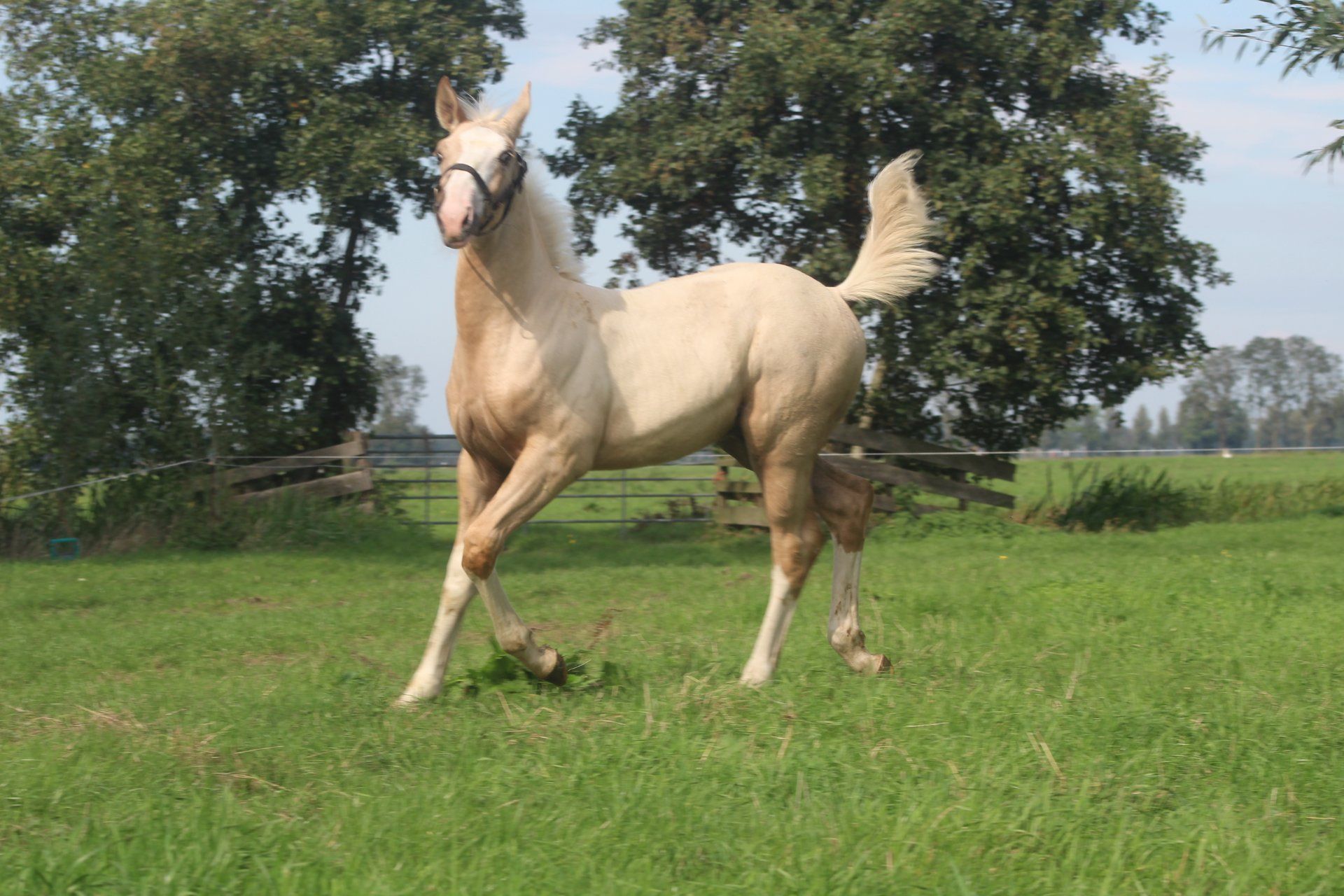 Wiconi, 馬場馬術馬, 牡馬, 0歳
