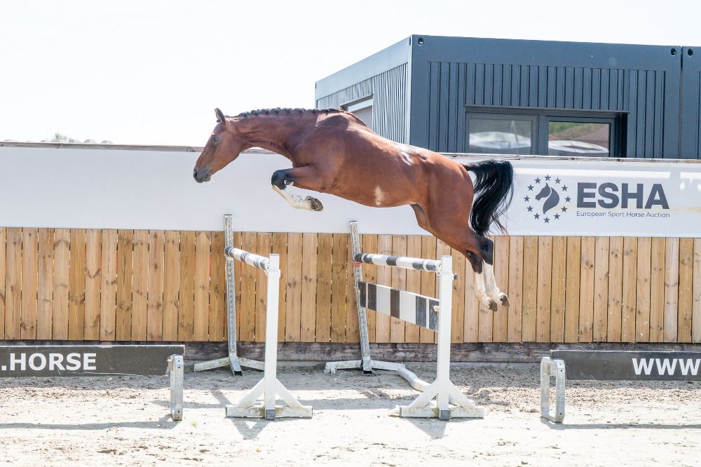 3-jarige ruin, El Chappo W Z EMERALD VAN'T RUYTERSHOF x LUDWIG VON BAYERN