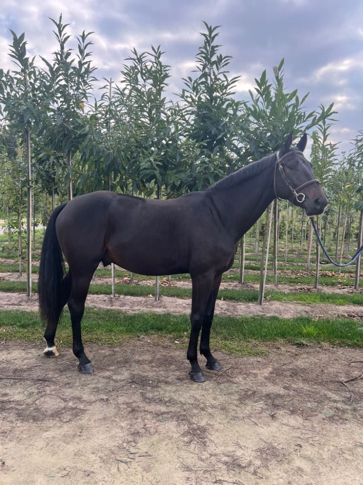 Zangersheide springpaard Ruin 3 jaar Zwart te koop - Hoofdfoto