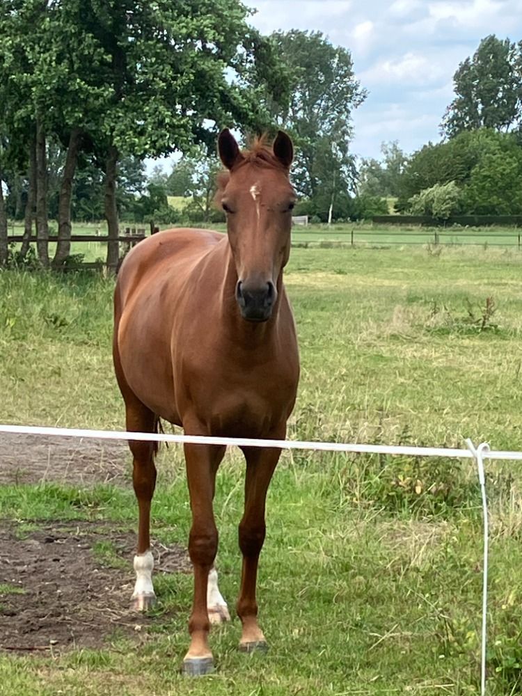 KWPN dressuurpaard Merrie 3 años Vos en venta - Foto 2