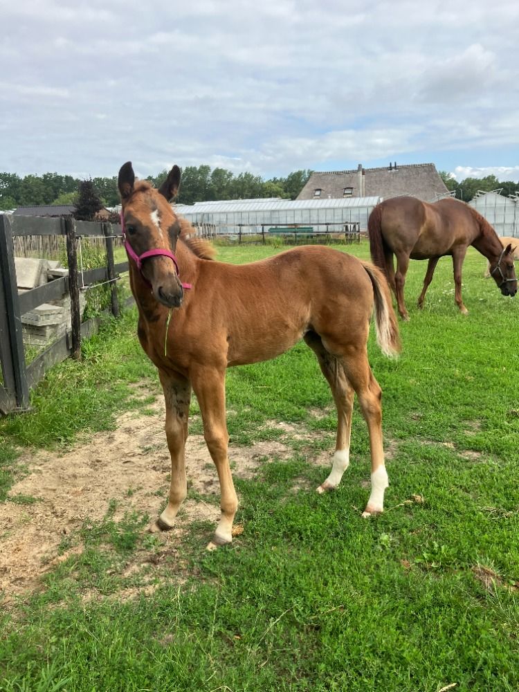 KWPN dressuurpaard Merrie 3 años Vos en venta - Foto 4