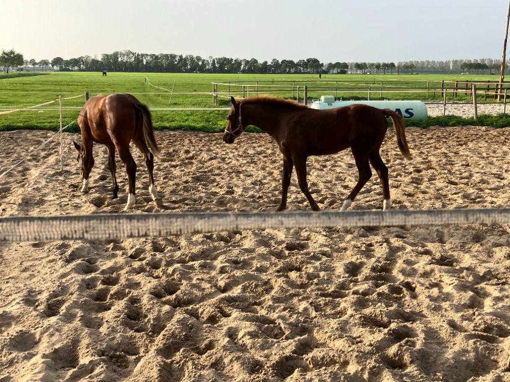 KWPN dressuurpaard Merrie 3 años Vos en venta - Foto 3