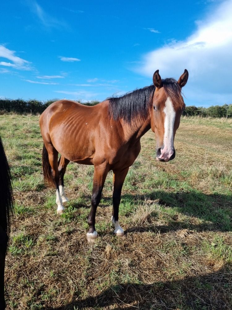 Zangersheide springpaard Ruin 3 years old Bruin for sale - Photo 3