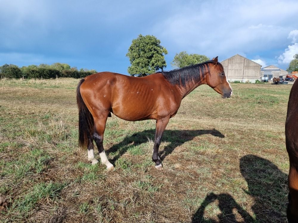 Sell the horse for 3 years