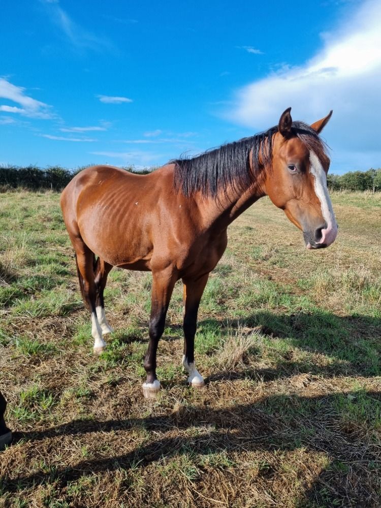 Zangersheide springpaard Ruin 3 years old Bruin for sale - Photo 2